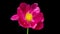 Timelapse of pink peony flower blooming on black background, close-up. Valentine's Day concept. Mother's day