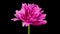 Timelapse of pink peony flower blooming on black background, close-up. Valentine's Day concept. Mother's day