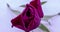 Timelapse of a purple rose flower blooming on white background. 4K resolution.