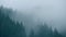 Timelapse rainy weather mountains misty fog forest tree wood pine