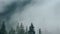 Timelapse rainy weather mountains misty fog forest tree wood pine