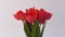 Timelapse of red tulips bouquet over white background. Time lapse flower opening motion.