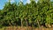 Timelapse of rows of grapevine with bunches of red wine and blue sky