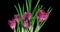 Timelapse of several pink crocuses flowers grow, blooming and fading on black background