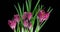 Timelapse of several pink crocuses flowers grow, blooming and fading on black background