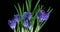 Timelapse of several violet crocuses flowers grow, blooming and fading on black background