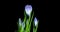 Timelapse of several violet crocuses flowers grow, blooming and fading on black background