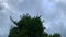 Timelapse. Shot of an arriving storm with a tree in the foreground