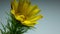 Timelapse Side view of a bud that opens. Spring footage with yellow adonis. Amazing beauty of wild flowers. Background