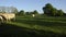 Timelapse - A small herd of white cattle graze in a field - cows, bulls and calves, in the late afternoon with the setting sun.