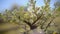 Timelapse of snow melting on a branch of the tree. Spring came.