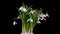 Timelapse of snowdrop flowers opening and melting snow on a black background, close-up. A bouquet of spring galanthus