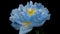 Timelapse of spectacular beautiful blue peony flower blooming on black background. Blooming peony flower open, time