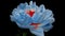 Timelapse of spectacular beautiful blue peony flower blooming on black background. Blooming peony flower open, time