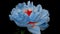 Timelapse of spectacular beautiful blue peony flower blooming on black background. Blooming peony flower open, time