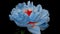 Timelapse of spectacular beautiful blue peony flower blooming on black background. Blooming peony flower open, time