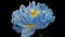 Timelapse of spectacular beautiful blue peony flower blooming on black background. Blooming peony flower open, time