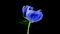 Timelapse of spectacular beautiful blue peony flower blooming on black background. Blooming peony flower open, time