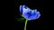 Timelapse of spectacular beautiful blue peony flower blooming on black background. Blooming peony flower open, time