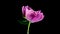 Timelapse of spectacular beautiful pink peony flower blooming on black background. Blooming peony flower open, time