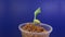 Timelapse of sprouting a bean plant on a blue background