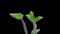 Timelapse, stems and green leaves of a forest plant germinate and stretch upwards on a black background, close-up, selective focus