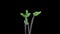 Timelapse, stems and green leaves of a forest plant germinate and stretch upwards on a black background, close-up, selective focus