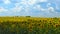 Timelapse of Sunflower field at day Amazing beautiful nature backgound and landscape