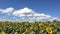 Timelapse of Sunflowers farm or field around the mountain at Thailand