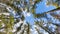 Timelapse of tall pine tree tops against blue sky