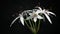 Timelapse video, white crinum blooms