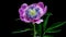 Timelapse of violet peony flower blooming on black background. Blooming peony flower close-up. Wedding backdrop