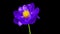 Timelapse of violet peony flower blooming on black background. Blooming peony flower close-up. Wedding backdrop