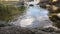 Timelapse of Water Striders or Pond Skaters Gerris Lacustris on stream