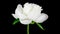 Timelapse of white peony flower blooming on black background