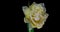 Timelapse of white tulip flower blooming on black background.