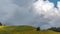 Timelapse of wild sunflower fields on sunny day