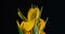 Timelapse of Yellow Crocus Flower Blooming on Black Background. 4K.