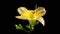 Timelapse of a yellow daylily flower blooming and fading on black background