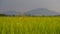 Timelapse yellow paddy field in rice field