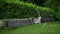 Timelapse of a young man cutting the hedge
