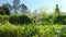 Timelapse - zoom in to a borage in flowers - a bee lands to gather.