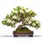 Timeless Artistry: White Flower Jasmine Bonsai Tree - Uhd Image