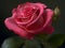 Timeless Beauty: Captivating Rose Pictures for Sale