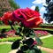 Timeless beauty of a classic rose garden in full bloom. Panorama