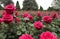 Timeless beauty of a classic rose garden in full bloom. Panorama