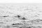 A timeless black and white scene captures the gentle arc of pilot whales off Andenes, with the Lofoten Islands