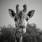 Timeless charm of a giraffe captured in striking grayscale photography