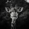 Timeless charm of a giraffe captured in striking grayscale photography