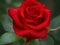 Timeless Elegance: Captivating Red Rose Pictures to Add a Touch of Sophistication